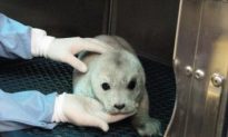 Newborn Harbor Seal Pups Vulnerable