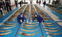 Ivory Stockpile Sale Rejected by U.N.