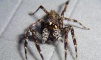 Papua New Guinean Jumping Spiders Open New Doors