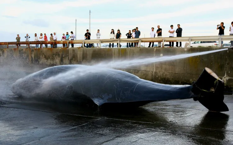 A file photo of a Japanese fisherman processing a Baird's Beaked whale at Wada Port in Chiba, Japan in June 2007. (Koichi Kamoshida/Getty Images)