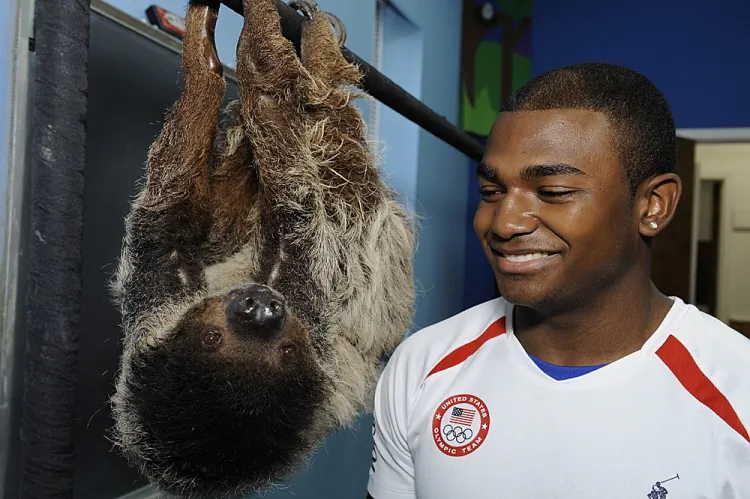 John Orozco, a 19-year-old gymnast from the Bronx, stopped by the Bronx Zoo Friday after returning from London. Staff at the zoo gave him a tour, during which Orozco posed with a sloth “practicing a few moves on the zoo’s version of a high bar,” according to the zoo. Orozco didn’t earn a medal in his events this Olympics, coming in eighth in men’s individual all-around. He was also part of the U.S. men’s team, which came in fifth. (Courtesy of Julie Larsen Maher/Wildlife Conservation Society)