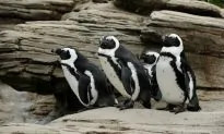 New York Aquarium Set to Reopen in Spring