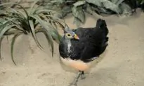 Rare Chicks Hatched at Bronx Zoo