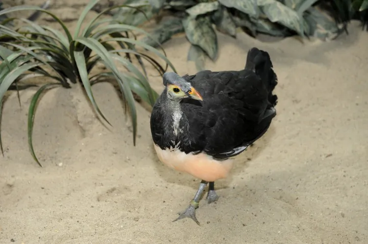 An adult maleo. (Courtesy of Julie Larsen/Wildlife Conservation Society)