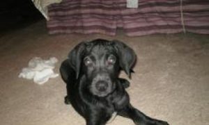 Top 10 Wackiest Dogs and Cats Names