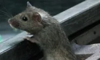 Hitch-hiking House Mice Followed the Vikings