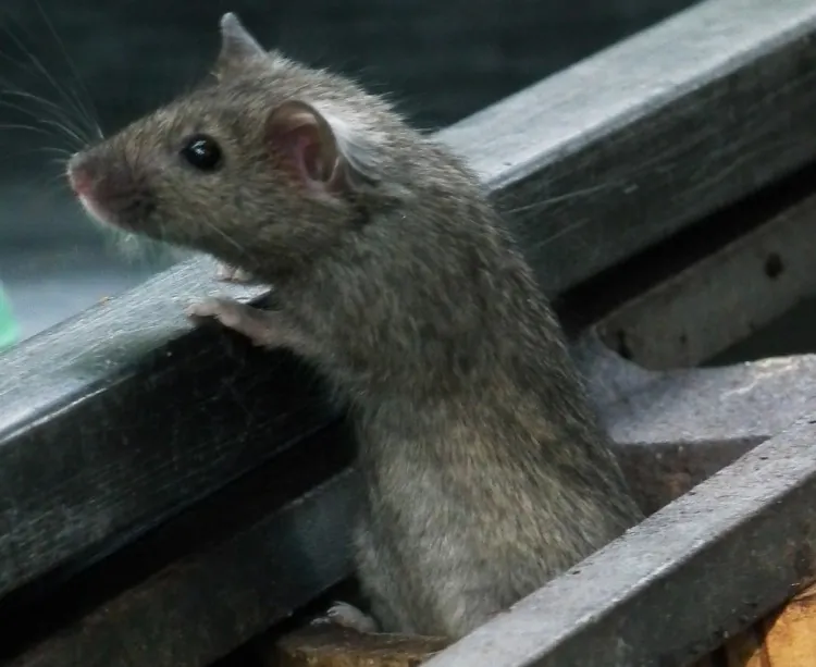 House mice reached as far away as Greenland by hitching a ride on Viking ships, according to a new genetic study. (4028mdk09/Wikimedia Commons)