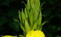 Evening Primrose