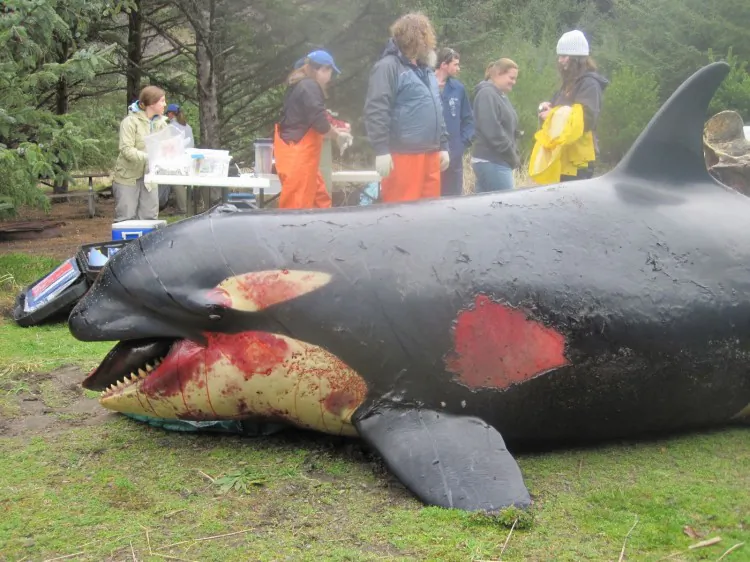 The battered body of 3-year-old L112, also known as both Sooke and Victoria, having been first sighted in Victoria Harbour, washed ashore near Long Beach, Wash., on Feb 11. The cause of death has yet to be determined. (Cascadia Research Collective)