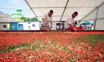 Polish Chefs Create World’s Largest Lasagna
