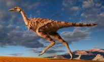 Single-Fingered Dinosaur Discovered in Inner Mongolia, China