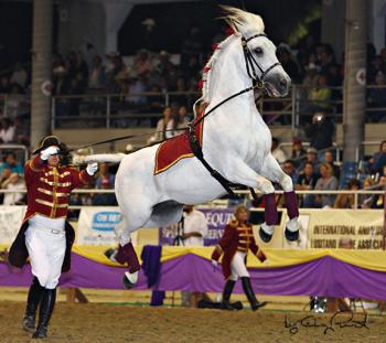 Lippizaner performs the 'Capriole' a movement designed to be used on the battlefield. (Courtesy of Fiesta of the Spanish Horse) Lippizaner performs the 'Capriole' a movement designed to be used on the battlefield. (Courtesy of Fiesta of the Spanish Horse)