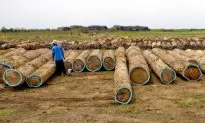 Illegal Logging Threatens Liberia’s Forests
