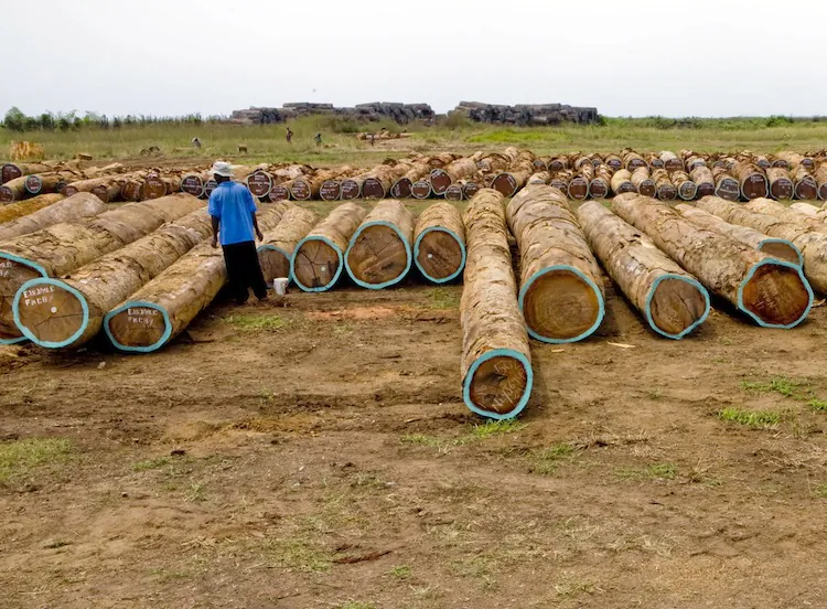 An employee of the Swiss monitoring company SGS checks tree trunks on Feb. 26, 2010 near Buchanan in an effort to use cutting-edge tracking technology in Liberia's timber industry. Now logging rights for as much as a quarter of the country's land has been sold off in secret government contracts. (Glenna Gordon/AFP/Getty Images)