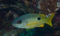 Tropical Fish Ear Bones Reveal High Habitat Connectivity