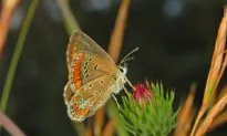 SCIENCE IN PICS: Global Warming Aids Once-Scarce Butterfly
