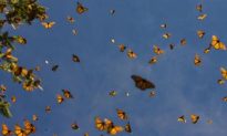 The Mighty Monarch Butterfly Sets Out on Long Migration