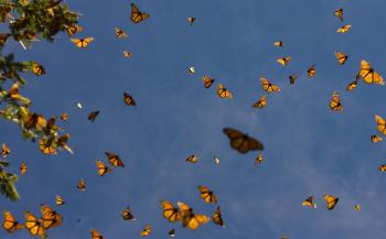 Monarchs crowd the sky at the Sierra del Chincua sanctuary in Angangueo, Mexico. Millions of monarch butterflies arrive in central Mexico each fall after traveling between 1,200 and 3,000 km from Canada and the United States. (Mario Vazquez.Getty Images ) Monarchs crowd the sky at the Sierra del Chincua sanctuary in Angangueo, Mexico. Millions of monarch butterflies arrive in central Mexico each fall after traveling between 1,200 and 3,000 km from Canada and the United States. (Mario Vazquez.Getty Images )
