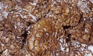 Hen of the Woods or Maitake Mushroom