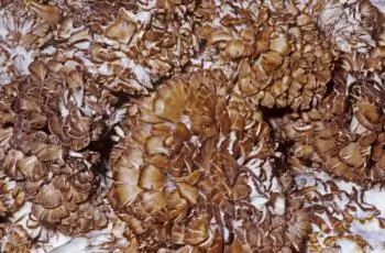Hen of the Woods or Maitake Mushroom
