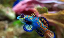 SCIENCE IN PICS: One Splendid Swimmer