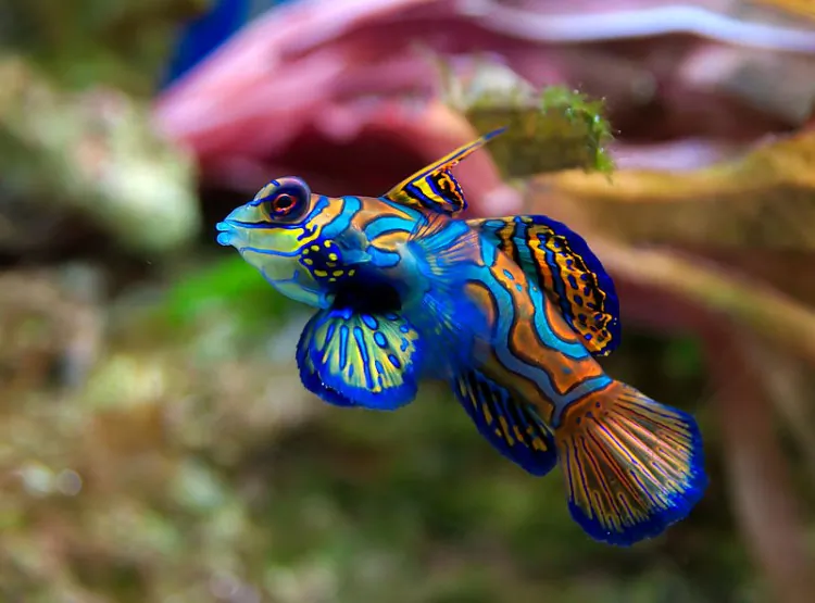 A male mandarinfish. (Luc Viatour/www.Lucnix.be)