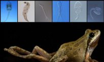 Diverse Parasites Improve Health in Amphibians