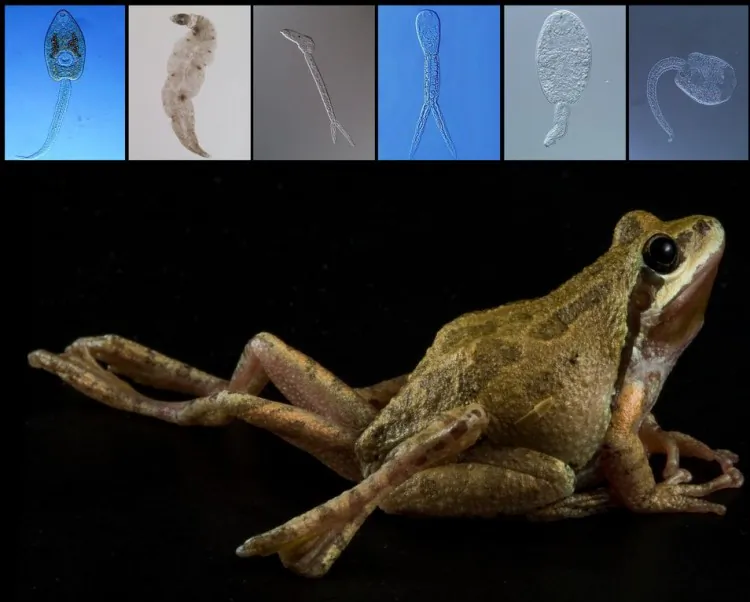 A new University of Colorado study shows increases in parasite diversity can benefit the health and survival of amphibians.(Frog image copyright David Herasimtschuk, Freshwaters Illustrated. Parasite images courtesy Pieter Johnson, University of Colorado.)