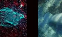 Microquasar Generates Giant Manatee Nebula