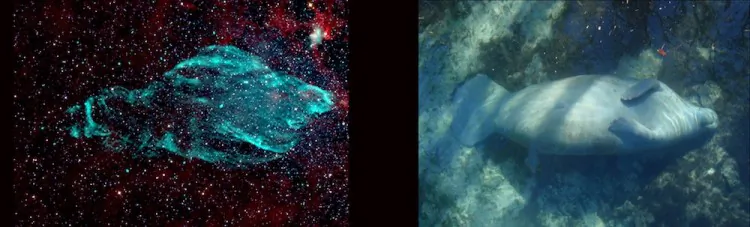 Left: The W50 supernova remnant in radio (green) glows against the infrared background of stars and dust (red). Right: A Florida Manatee rests underwater in Three Sisters Springs in Crystal River, Florida. (Left: NSF's Karl G. Jansky Very Large Array (VLA), NRAO/AUI/NSF, K. Golap, M. Goss; NASA’s Wide Field Survey Explorer (WISE). Right: Tracy Colson)