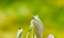SCIENCE IN PICS: The Curious Camouflage of Orchid Mantis