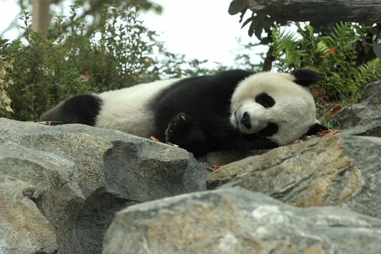 Female Giant Panada Mei Xiang Oct. 11, 2006 at the National Zoo in Washington, DC. On Sunday she her week-old cub died. (Karen Bleier/AFP/Getty Images)