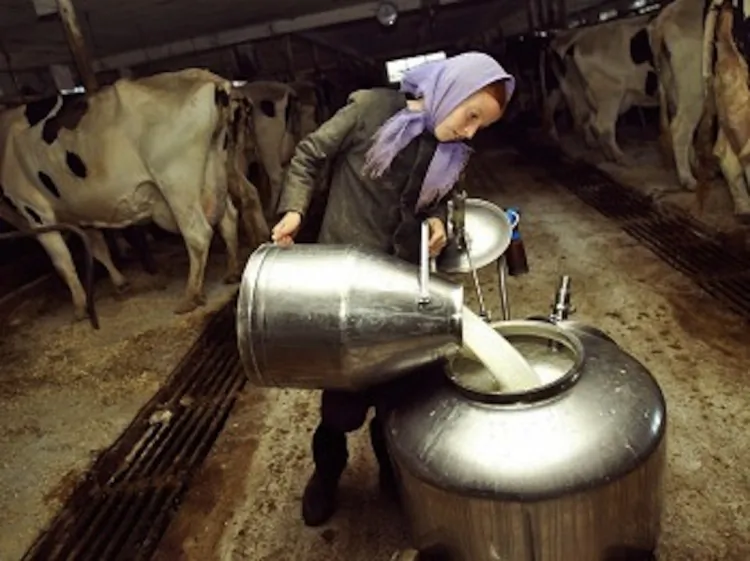 An Amish girl pours raw milk after a milking. (Chris Hondros/Getty Images)