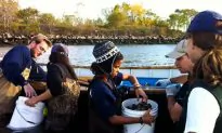 School Bringing Oysters Back to NY Harbor