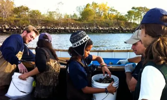 School Bringing Oysters Back to NY Harbor