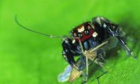 Vampire Spiders Select Insect Victims Based on Antennae