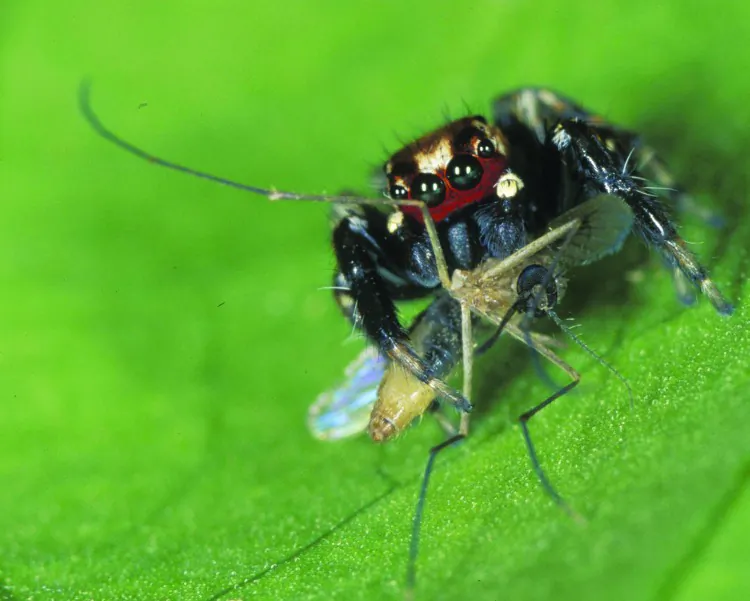 A vampire spider consumes a mosquito. (Robert Jackson)