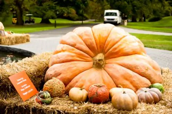World’s Largest Pumpkins at New York Botanical Garden