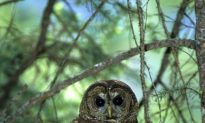 Canada’s Spotted Owl All but Extinct