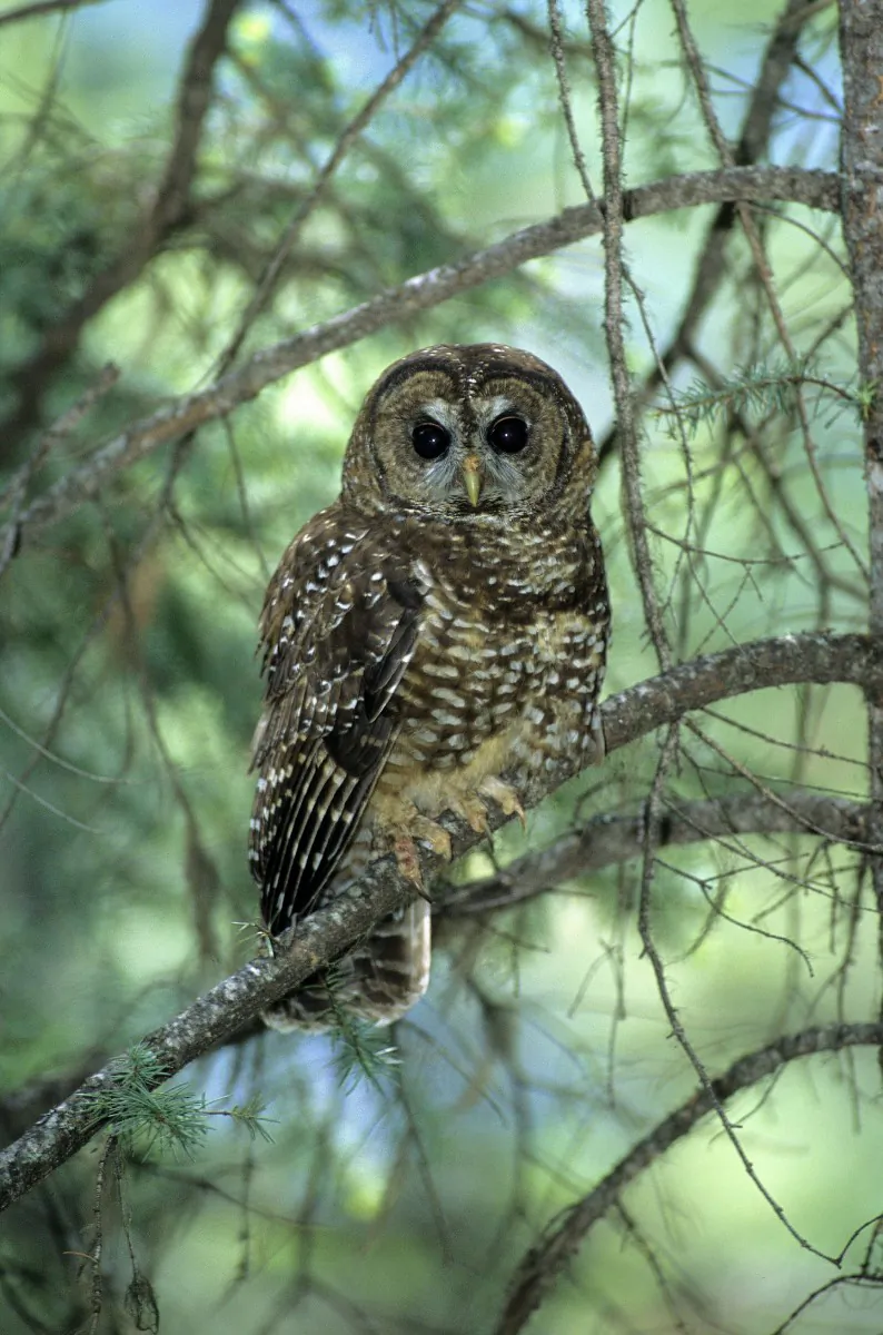 The northern spotted owl has been reduced to around a dozen in British Columbia, the only place it exists in Canada. MP Peter Julian says if the provincial government doesn’t do more to protect the owl’s habitat, it may be time for the federal government to intervene using the federal Species at Risk Act to take emergency action. (Photo by Wayne Lynch)