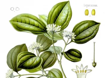 Homeopathic Stories: Nux Vomica