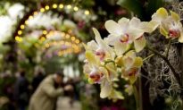 NY Botanical Garden Showcases Orchids
