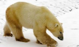 Conservation Groups Oppose U.S. Ban on Polar Bear Trade