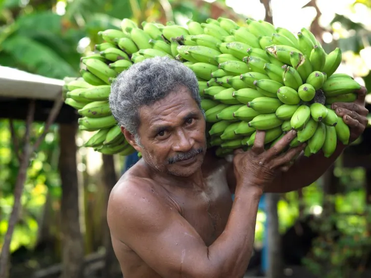 WIBDI has alloted Misiluki plants to families whose livelihoods were affected in the 2009 tsunami. The bananas will provide these families with a viable income. (Jane Ussher/Oxfam)