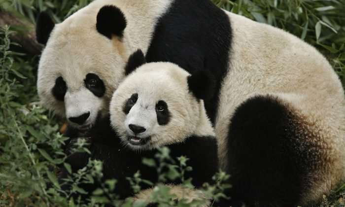 A female panda and her cub at Washington National Zoo in 2006. (Chip Somodevilla/Getty Images)