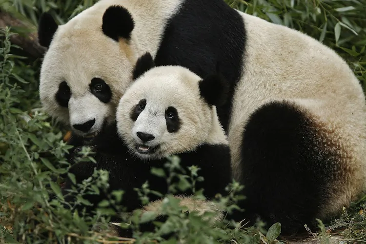 A female panda and her cub at Washington National Zoo in 2006. (Chip Somodevilla/Getty Images)