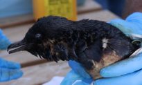 Oil Spill off Tauranga Threatens Bird and Marine Life