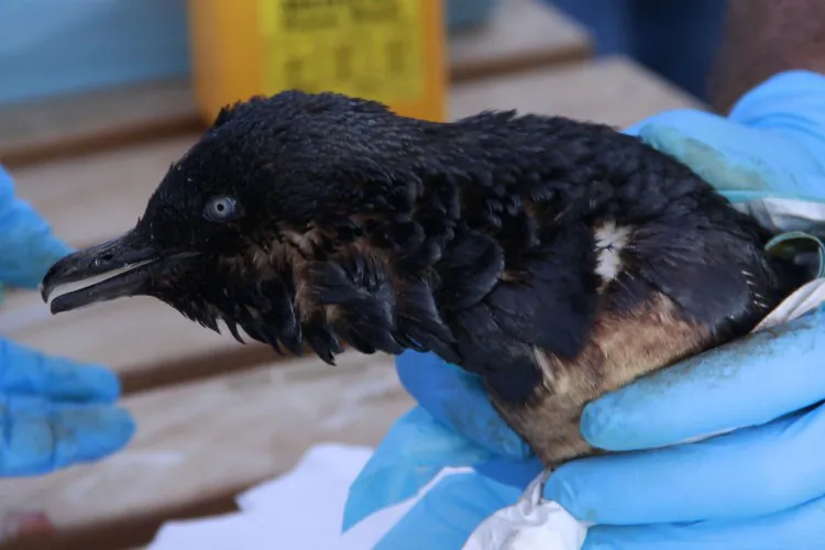 Little blue penguin found at Papamoa Beach covered in oil after Liberian cargo ship Rena hit a reef on 6 October  2011 off the coast of Tauranga. (Sunlive New Zealand/Getty Images)