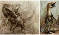Flightless Raptor Ate Flying Dinosaurs
