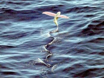 FLYING FISH: A flying fish taking off from the ocean. A new research finds that flying fish can glide as well as birds. (U.S. National Oceanic and Atmospheric Administration)